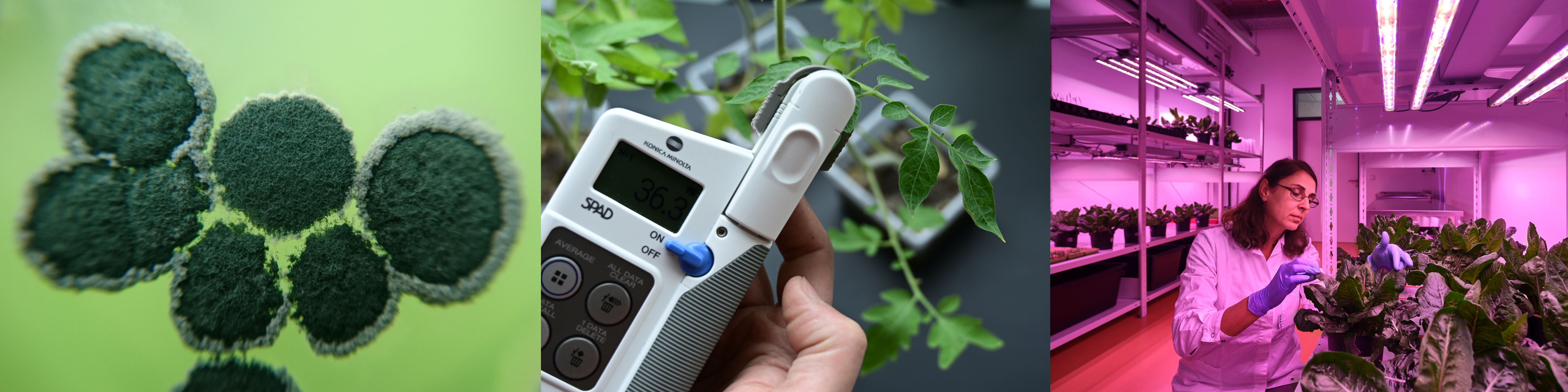 Pflanzenbau_Pilz_Spad_Pflanzen